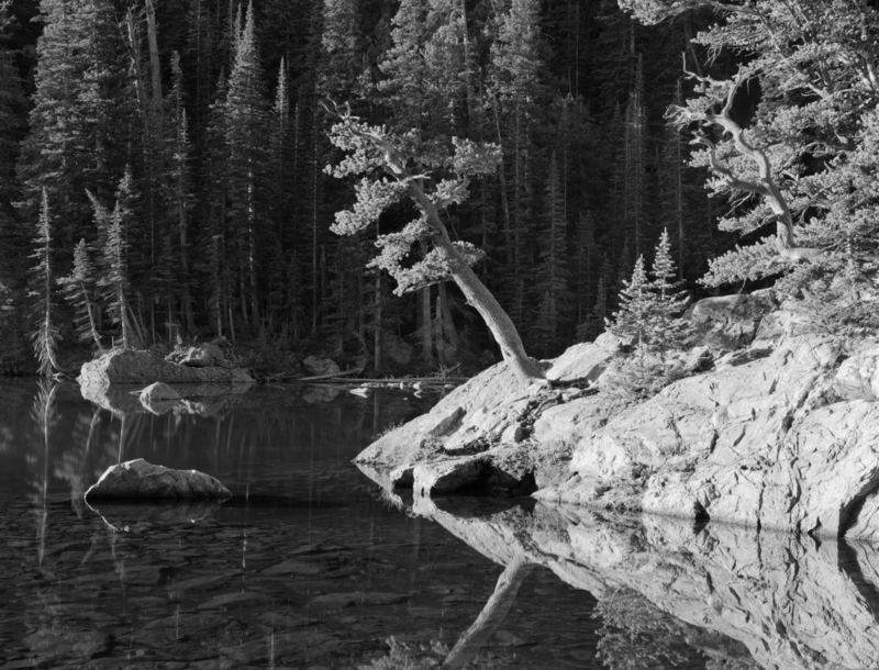 Jeffrey Pine at Sunrise Dream Lake Colorado.jpg