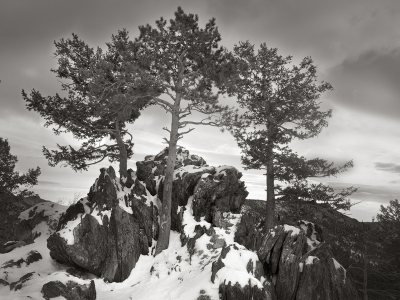 Limber Pines on a Summit.jpg :: My first photograph of 2023.  Again, having a good layer of snow makes all the difference.