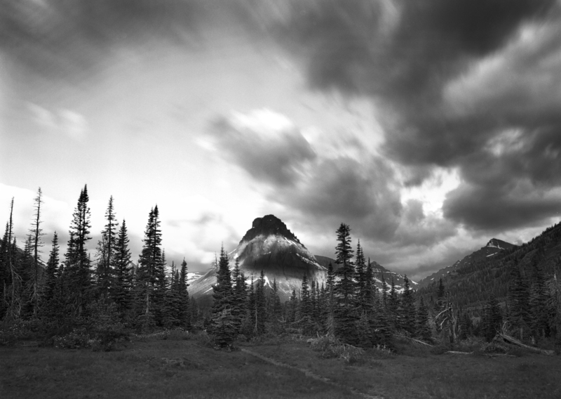 Mt Sinopah Forest.jpg