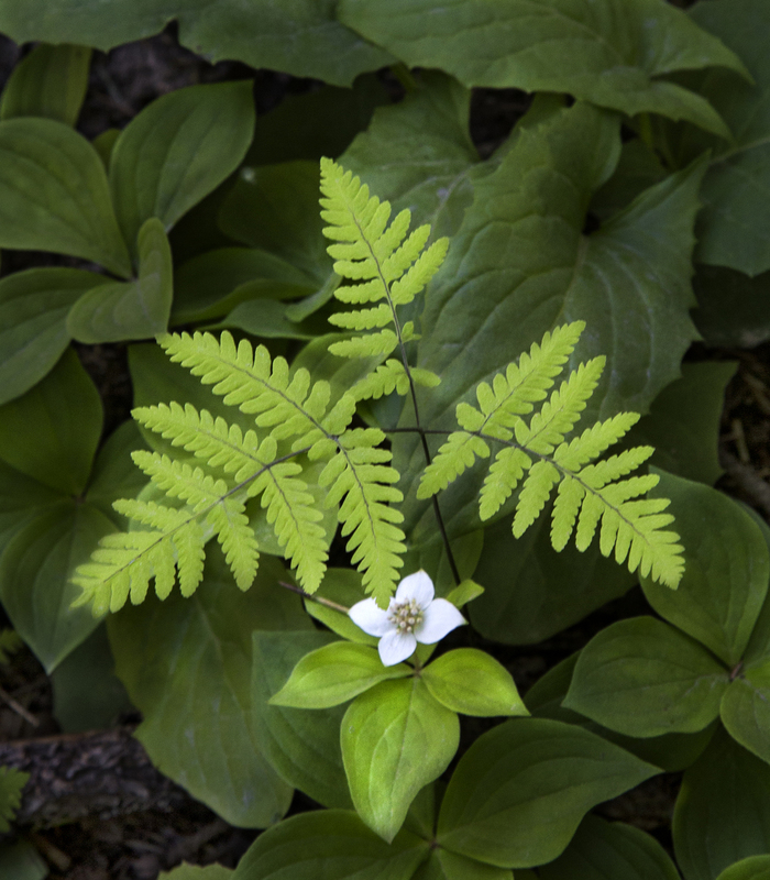 Oak Ferns and Dogwood Flathead National Forest(1).jpg