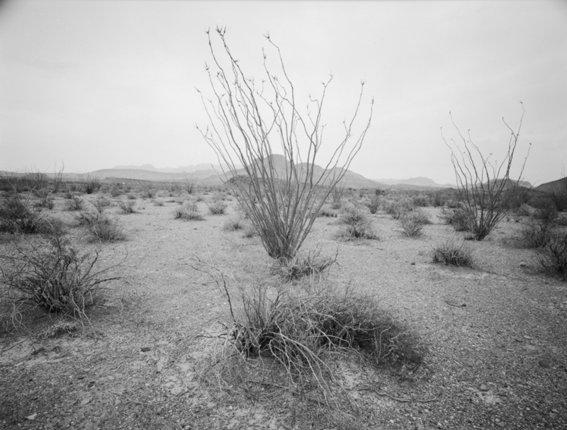 Ocotillo Burro Mesa and the Chisos Big Bend.jpg