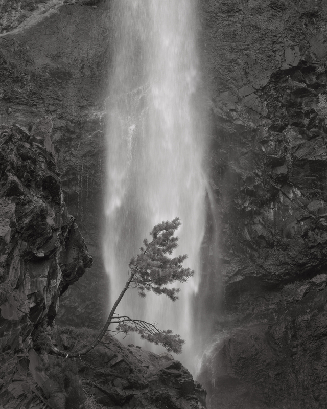 Persistent Pine Treasure Mtn Falls.jpg :: I have wanted to photograph this tree, this way, for a number of years.  This year it finally worked out.
