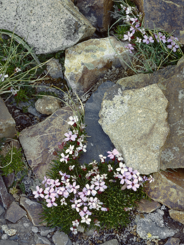 Pink Moss Campion Green Lake Colorado(1).jpg