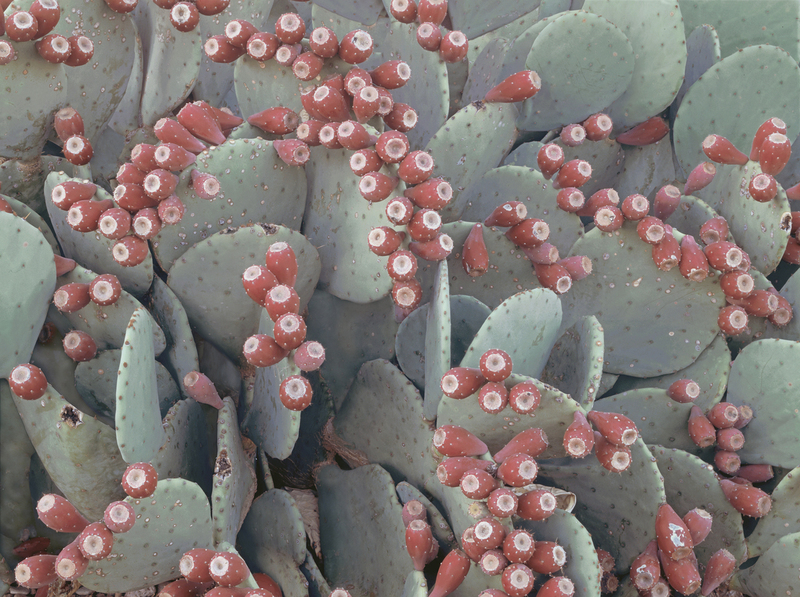 Prickly Pear Cactus Fall New Mexico(1).jpg