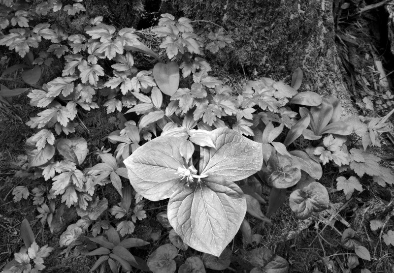 Queen Cup Bead Lily Ross Giant Cedars D(1).jpg