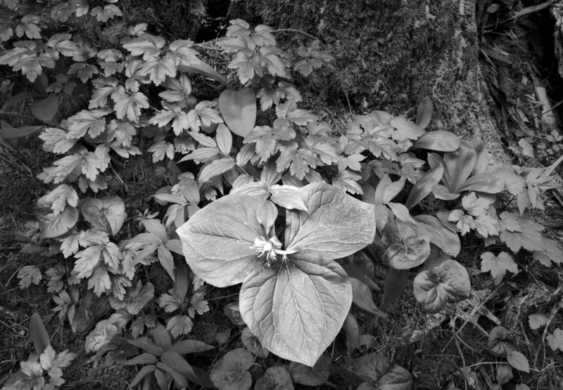 Queen Cup Bead Lily Ross Giant Cedars.jpg