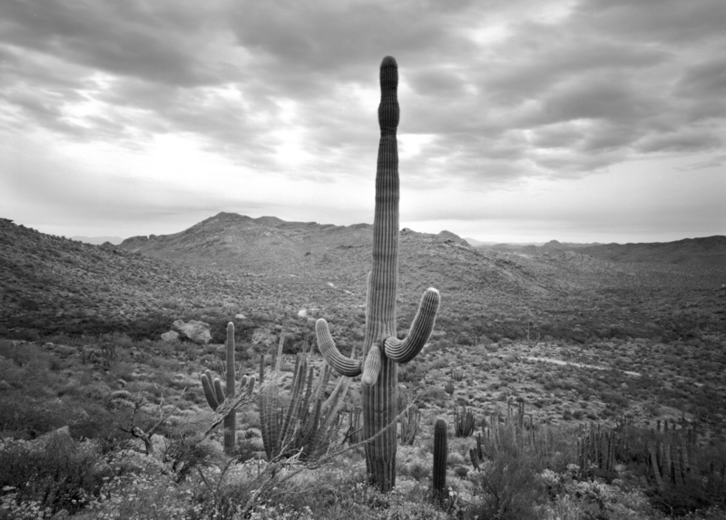 Saguaro Vista Organ Pipe National Park Arizona.jpg
