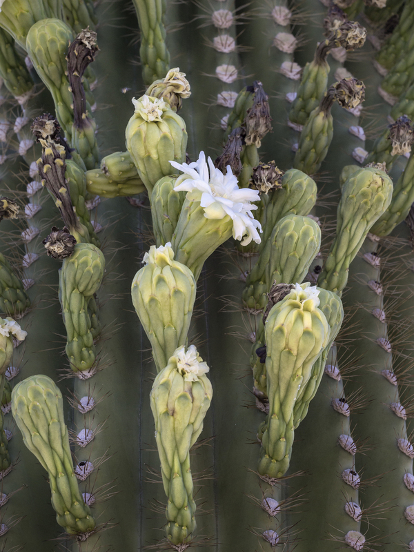 Saguaro and Blooms Superstition Mountains(1).jpg