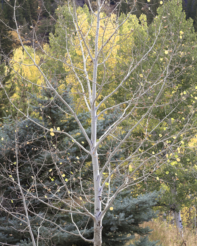 Silvery Aspen(1).jpg