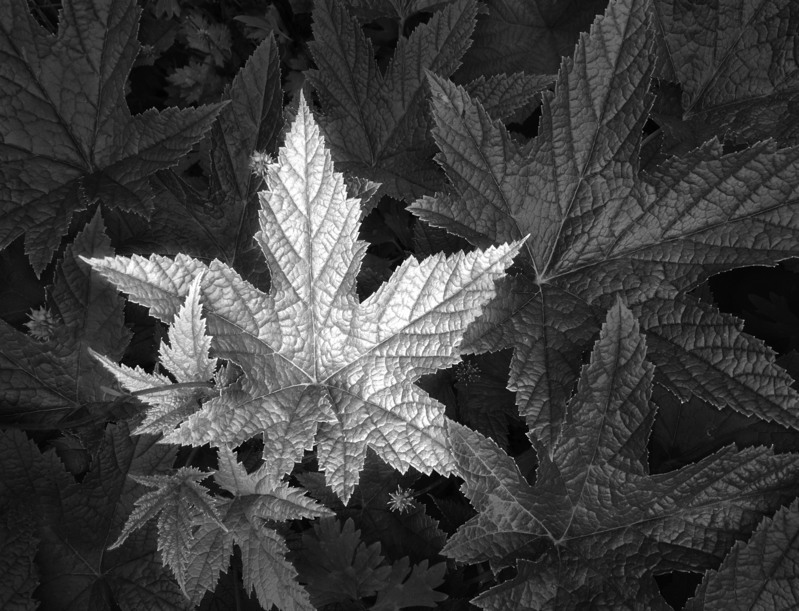 Silvery Leaves Tongas National Forest.jpg