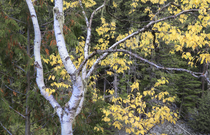 Single Aspen McDonald Creek Montana(1).jpg