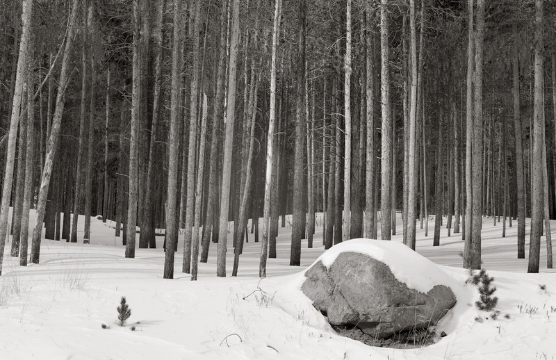 Snowy Rock Forest Bear Lake.jpg :: I was attracted by the repetitive vertical pattern of the trees and the snow on the boulder in the foreground
