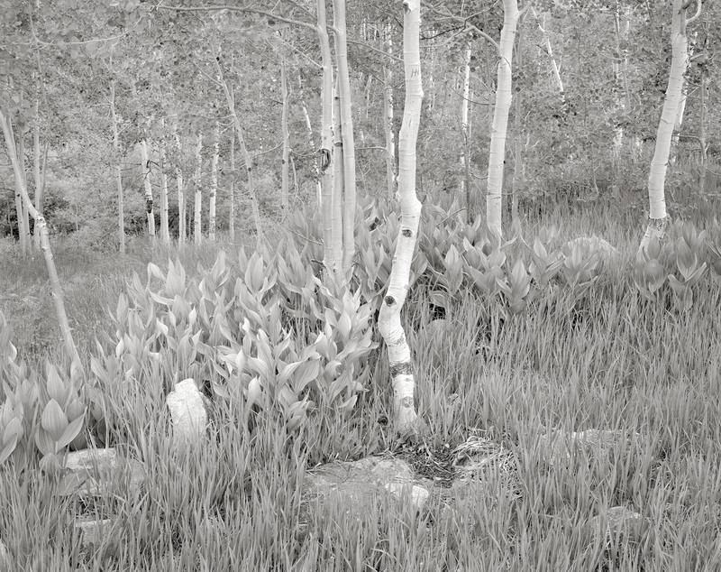 Spring Corn Lilies in an Aspen Forest.jpg