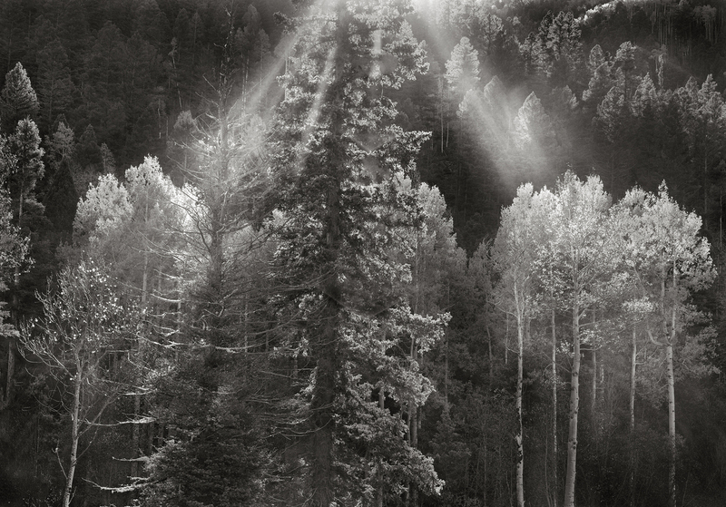 Sunbeams Aspen and Firs Carson National Forest.jpg :: I was a couple hundred feet below this vantage point when I saw what was happening literally, right above me.  It was tough to get high enough on the mountain to get this to frame as I wanted it to.