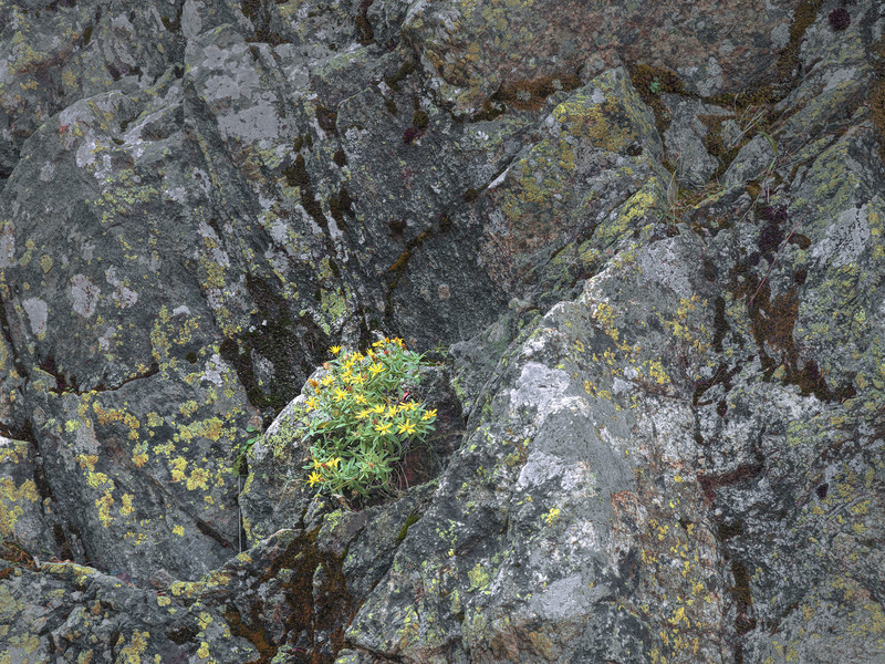 Sunflowers on Granite(1).jpg