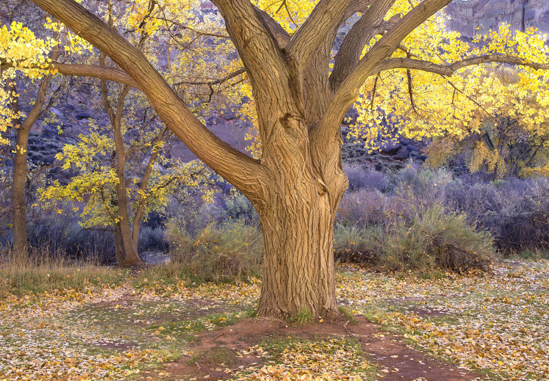 Sunlit Cottonwood Capitol Reef(1).jpg