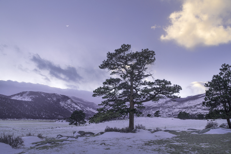 The Cedar and the White Cloud Moon.jpg :: The short period of time just after the Sun is behind the horizon is one of my favorite times to work.