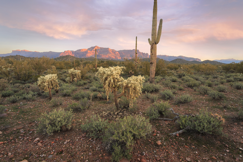 The Superstition Mountains Cholla and Saguaro Warm Version(1).jpg