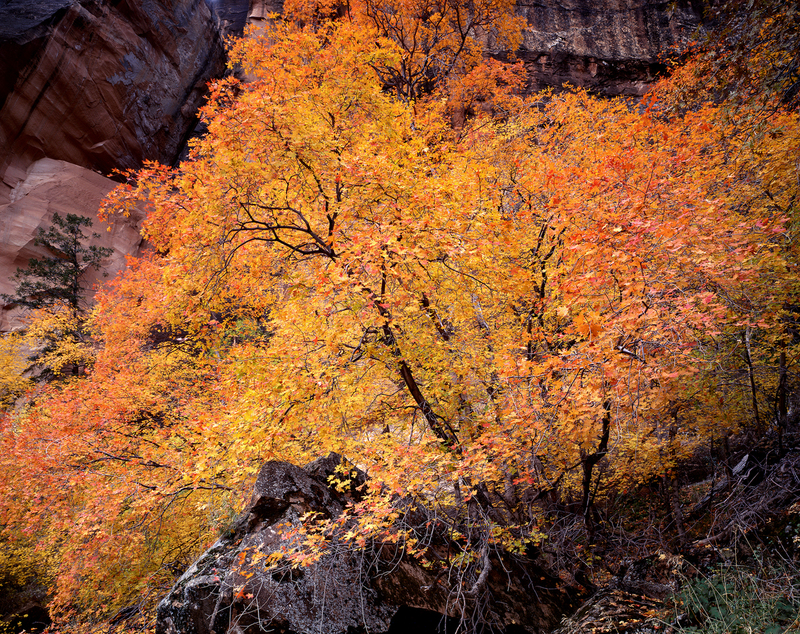 The Tree of Life Zion Canyon(1).jpg