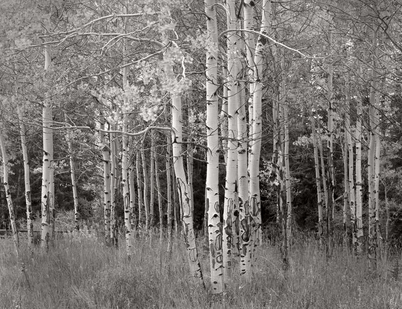 White Aspens Cabin Creek.jpg