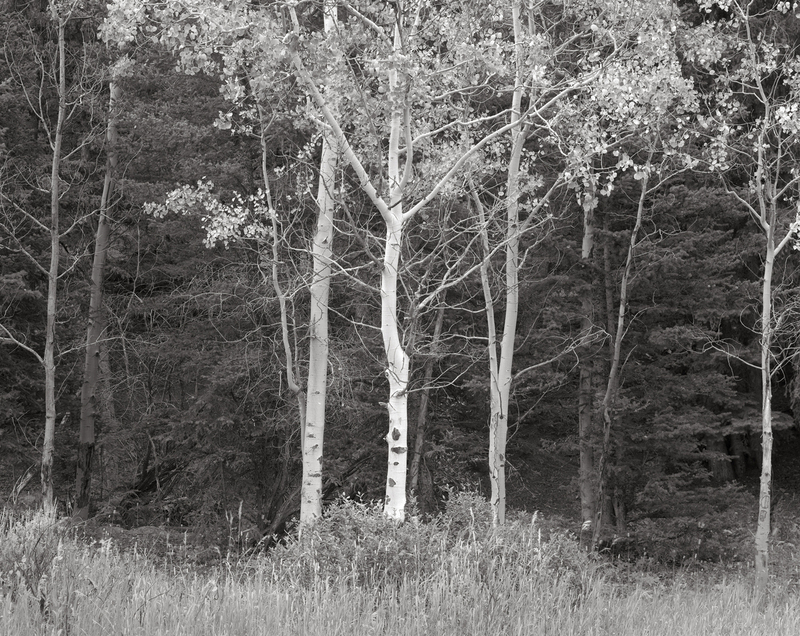 Young Fall Aspens Bighorn National Forest Wyoming (Ink Jet).jpg