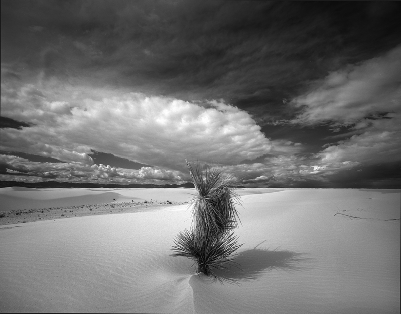 Yucca Tree and Dunes White Sands D.jpg