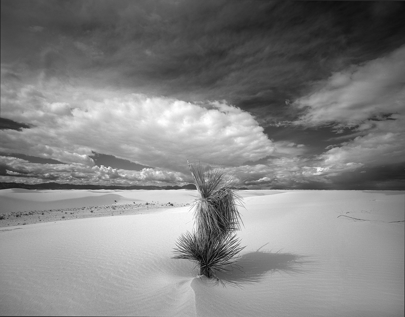 Yucca Tree and Dunes White Sands(1).jpg