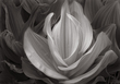 Corn Lily West Fork.jpg
