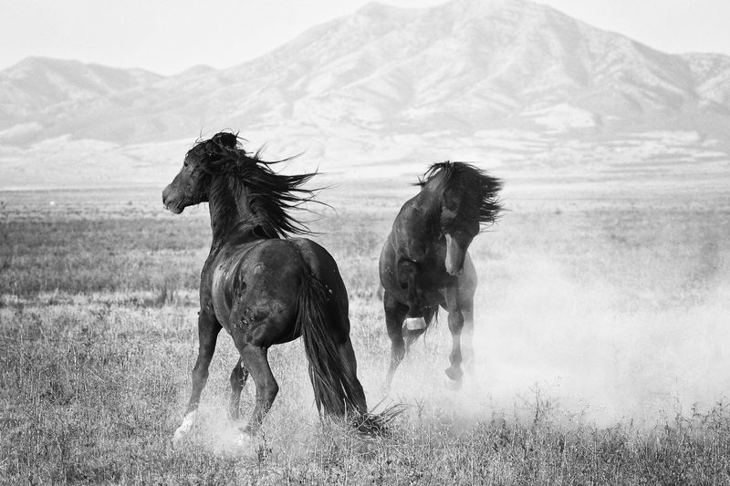 1AH9T4387bw.jpg :: Wild Horse Fine Art Photography