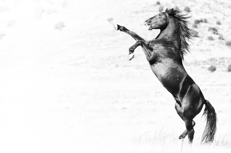 1AK3A0024bw.jpg