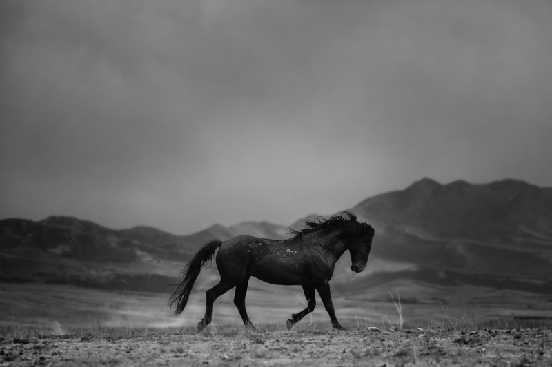 3AK3A4872bw.jpg
