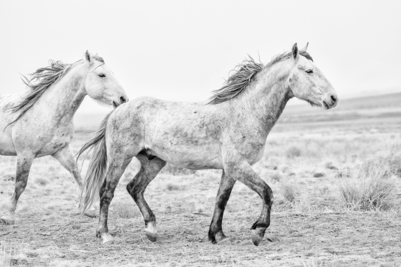 3AK3A6577bw(1).jpg