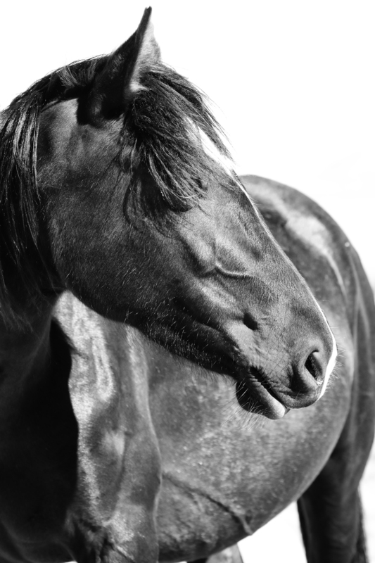 3AK3A6641bw.jpg