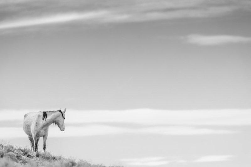 3AK3A8605bw.jpg