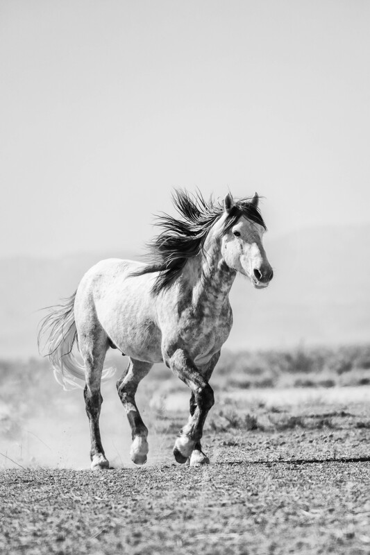 3AK3A90141bw.jpg