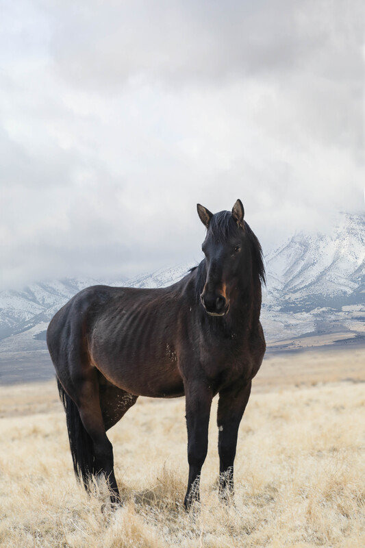 3AK3A99821Wildfire.jpg