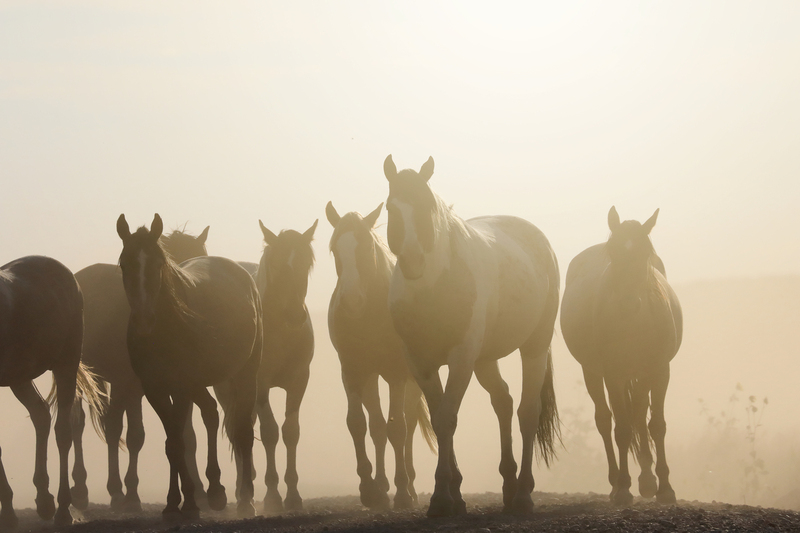 7AK3A9726.jpg :: Wild Horse Fine Art Photography