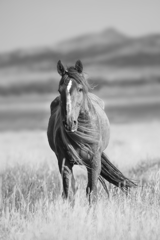 7B3A2540bw.jpg