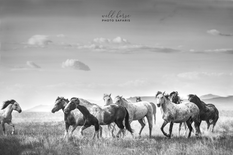 7B3A47072bw(1).jpg 7B3A47072bw(1).jpg