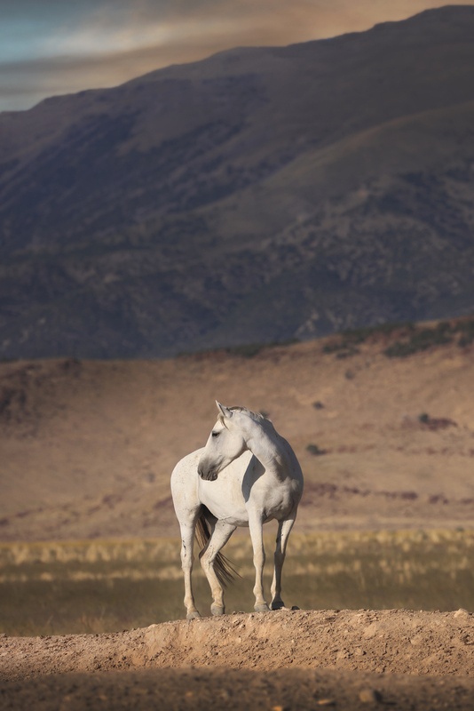 7B3A5346Snowy.jpg