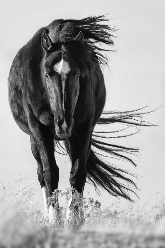 7B3A831701bw.jpg
