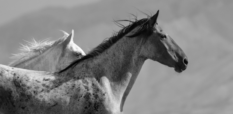7B3A98271bwcrop.jpg