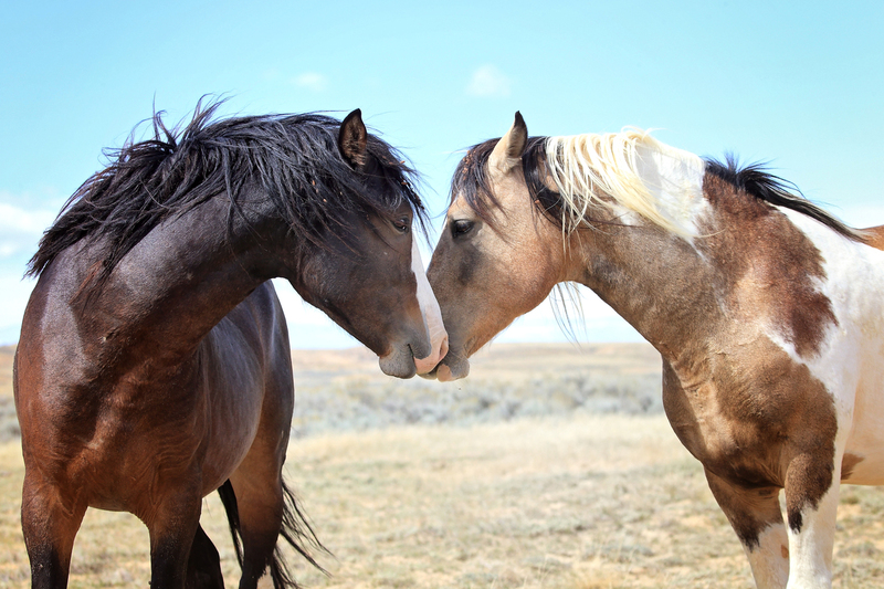 AH9T0787.jpg :: Wild Horse Fine Art