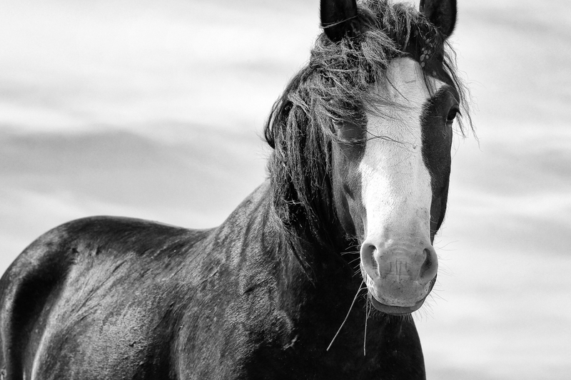 AH9T0976bw.jpg :: Wild Horse Fine Art