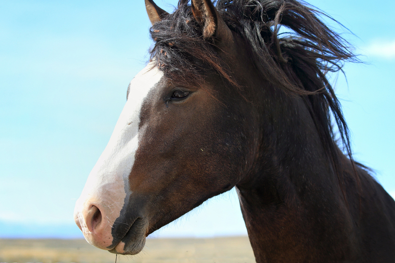 AH9T1018.jpg :: Wild Horse Fine Art