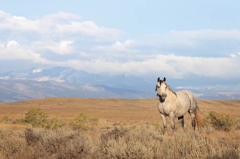 AH9T10562.jpg :: Wild Horse Fine Art