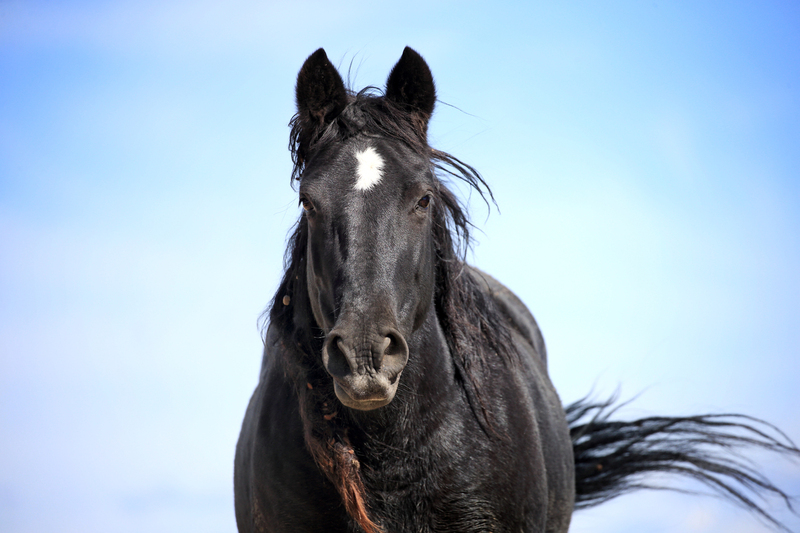 AH9T3254.jpg :: Wild Horse Fine Art