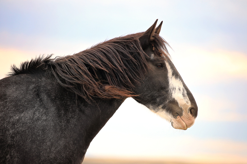 AH9T3965.jpg :: Wild Horse Fine Art