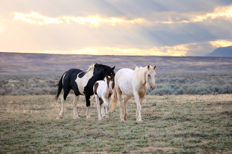 AH9T4225.jpg :: Wild Horse Fine Art