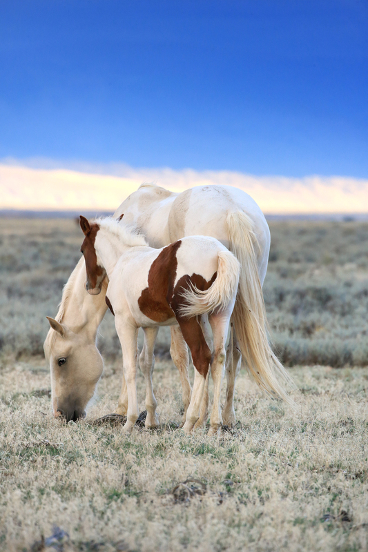 AH9T4359.jpg :: Wild Horse Fine Art